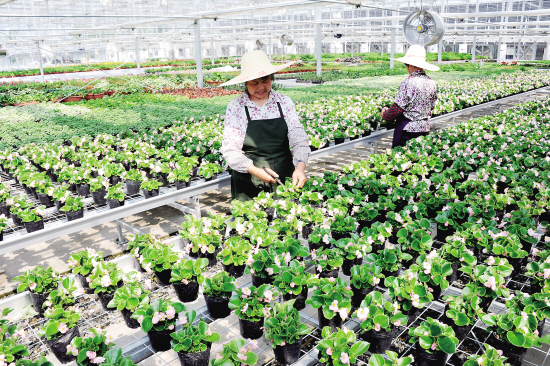 太仓现代农业园驯化温室投入使用