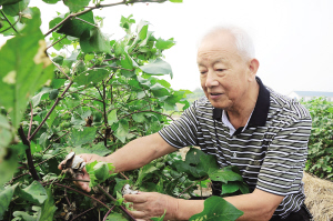 从青年到暮年，他将40多年的岁月播种在试验田里——刘正銮，让棉花育种成为太仓招牌 