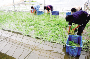 社员全力排水收菜争取将损失降至最小