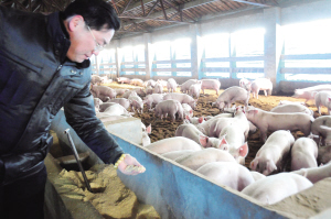 现代猪倌越干越来劲  今年将在全市开设20家放心肉专卖店，力争实现销售额超亿元