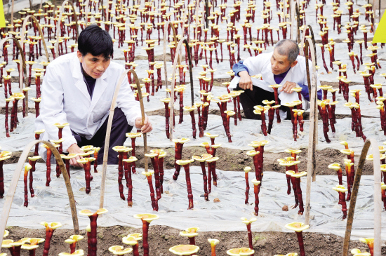 “仙芝林”获国家有机食品转换证书