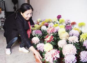 陈丽芳 菊花圈里公认的“花王”