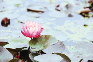 水生花卉出口欧美